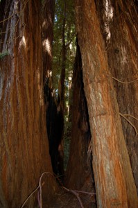 DSC_9746 (681x1024)